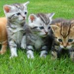 ブルボンヌの逮捕は嘘?愛猫がかわいい?身長や年齢、彼氏は?